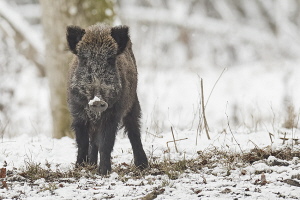 Wildschwein