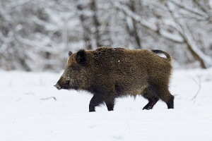 Wildschwein