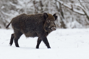 Wildschwein