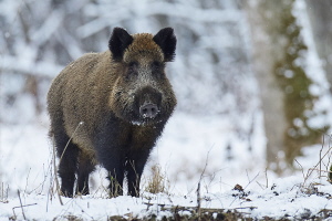 Wildschwein