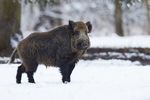 Wildschwein