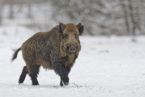 Wildschwein