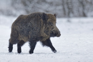 Wildschwein