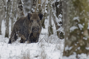 Wildschwein