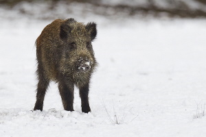 Wildschwein