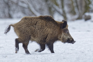 Wildschwein