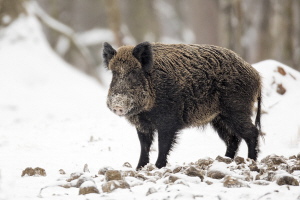 Wildschwein