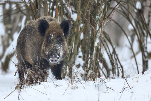 Wildschwein