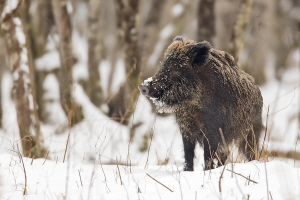 Wildschwein