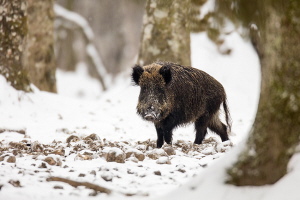 Wildschwein