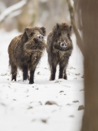 Wildschwein