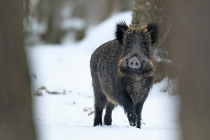 Wildschwein