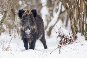 Wildschwein