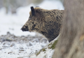 Wildschwein