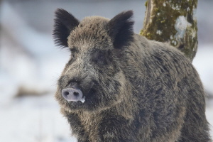 Wildschwein