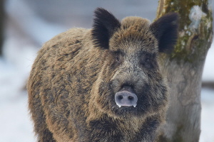 Wildschwein