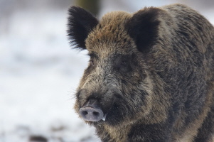 Wildschwein