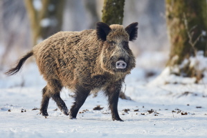 Wildschwein