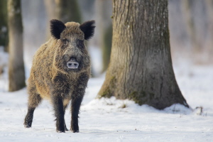 Wildschwein