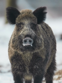 Wildschwein