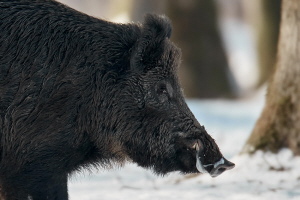 Wildschwein