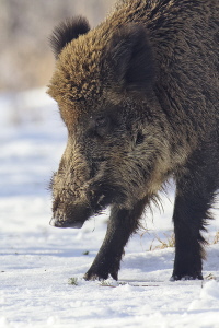 Wildschwein