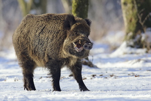 Wildschwein