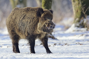 Wildschwein