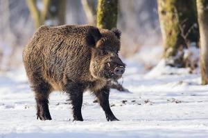 Wildschwein