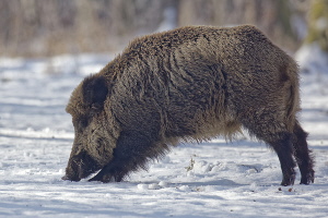 Wildschwein