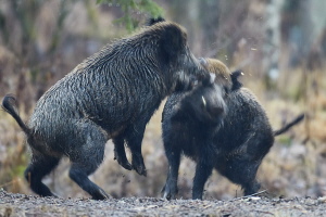 Wildschwein