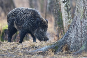 Wildschwein