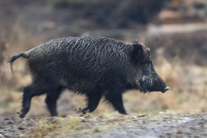 Wildschwein