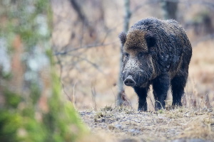 Wildschwein