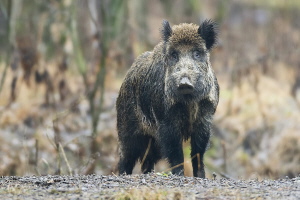 Wildschwein