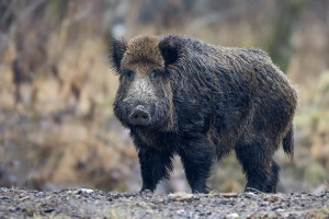 Wildschwein