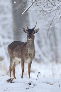 Damwild
