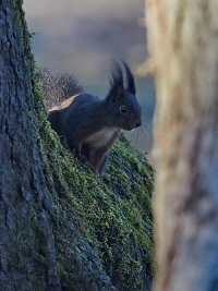 Eichhörnchen