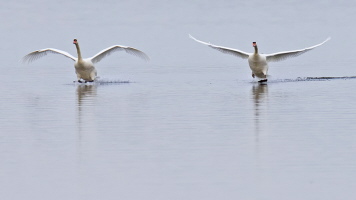 Höckerschwan