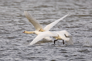 Höckerschwan