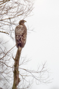 Seeadler