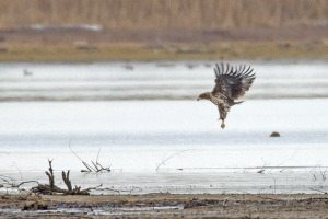 Seeadler