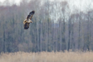 Seeadler