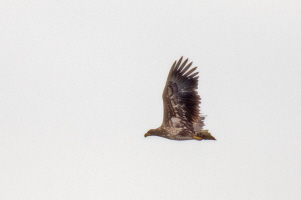 Seeadler