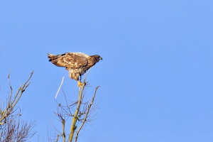 Seeadler