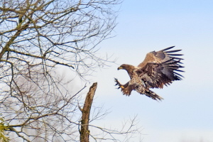 Seeadler