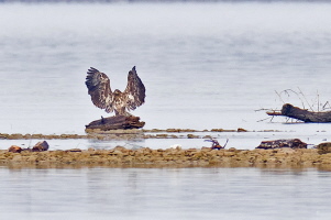 Seeadler