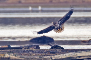 Seeadler