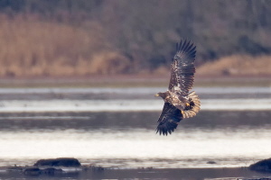 Seeadler