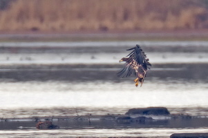 Seeadler